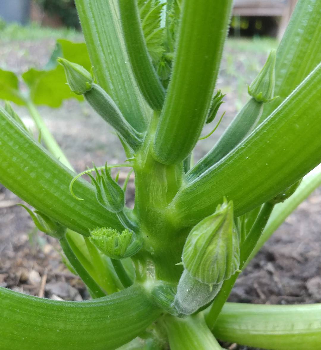 I can't wait for zucchini...says everyone, just days before they have more than they can give away.