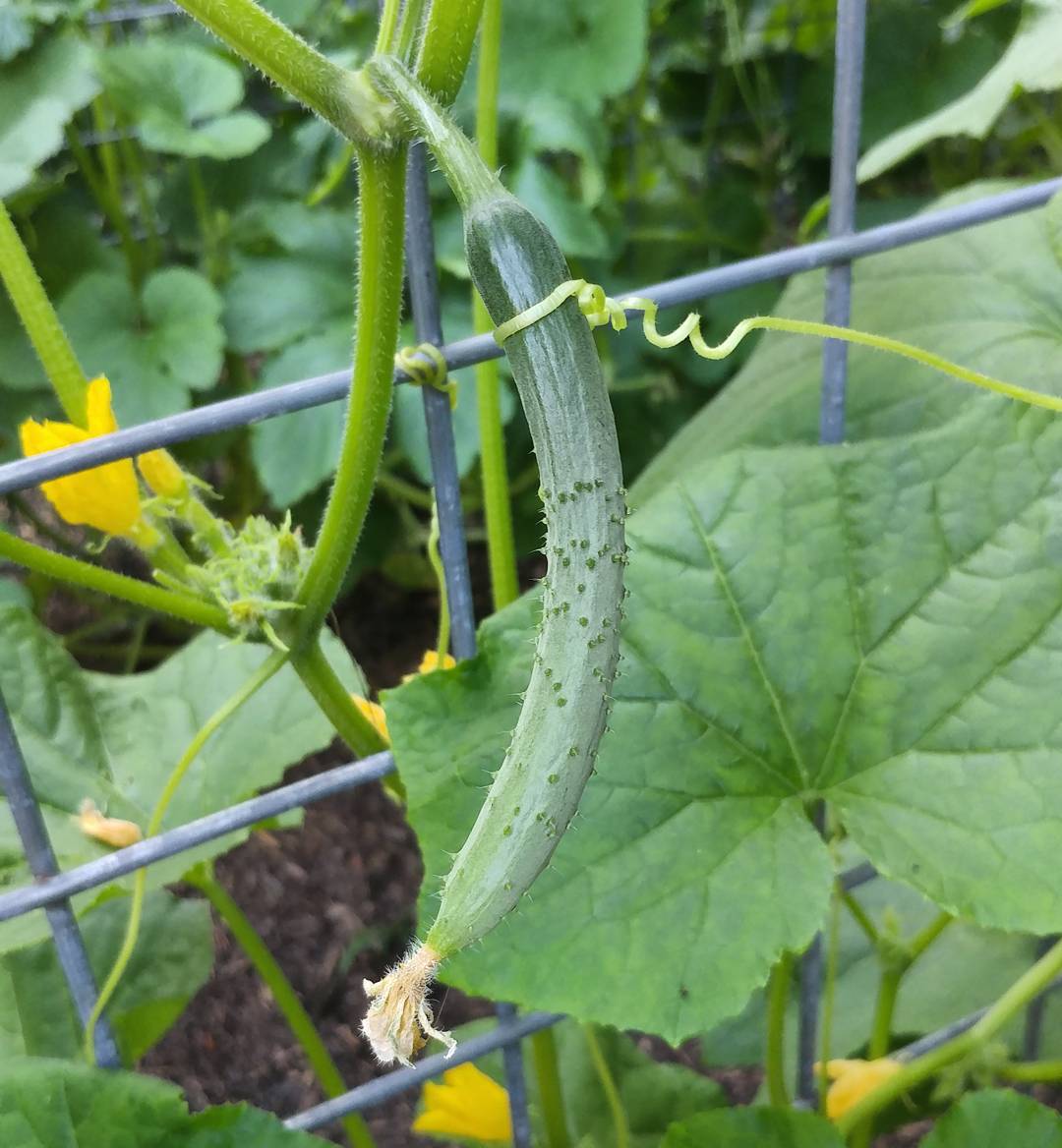 Dear Cucumber,
You are making poor life choices. Strangling your offspring is not cool.
Respectfully,
Jesse