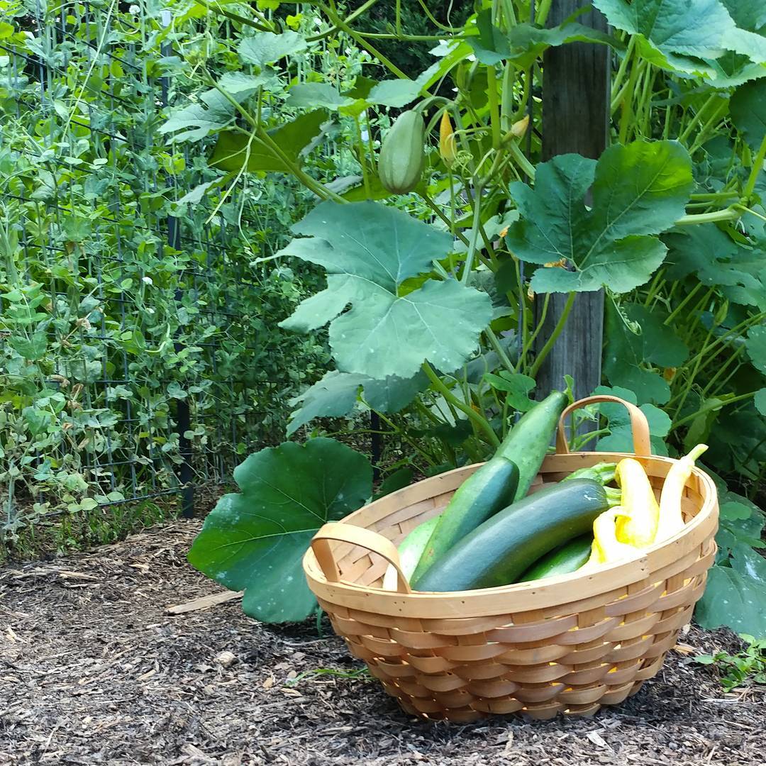 I don't need to pick anything tonight. I'll just go sit with the chickens. HA! I found 4 big #zucchini, a bunch of crookneck and some Can you see my first on the trellis?