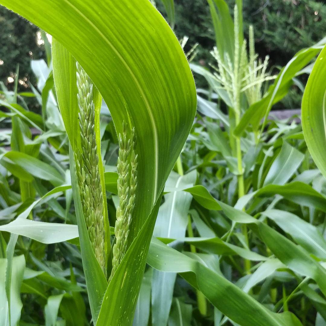 I don't want to be corny...but this crop is stalk-tacular! I think we can cob-ble together a meal soon! There might be a kernel of something here. Ear, ear for gardening!