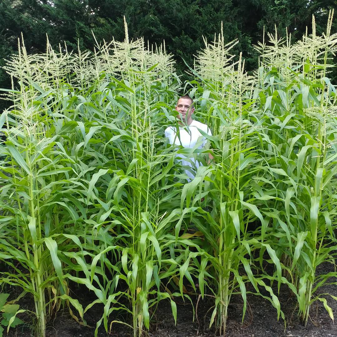 I think my corn will be knee high by the fourth of July...