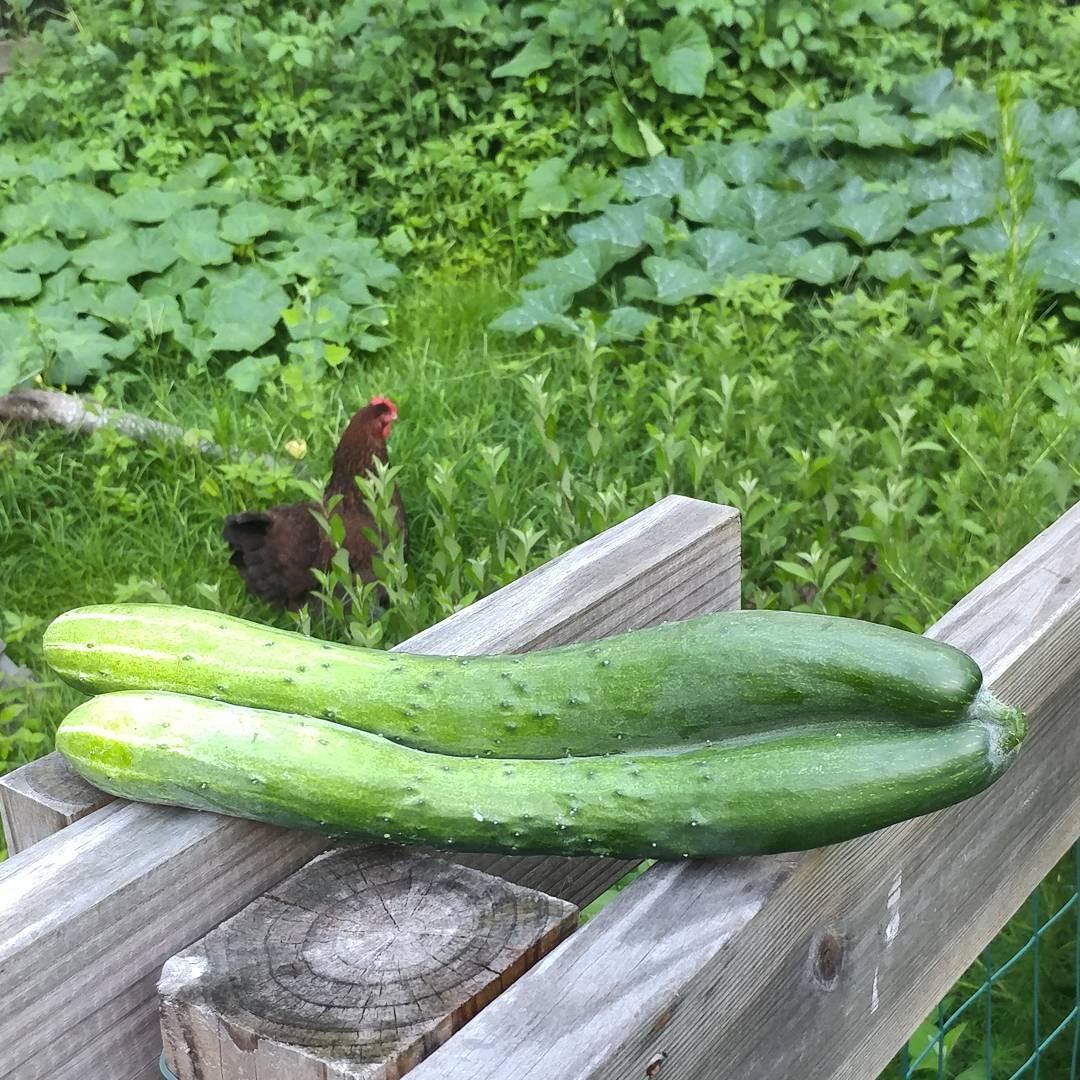 Look at my gorgeous twinned cucumbers! There were two flowers on the ends but they are fused for the top third. Fascinating! I can't wait to slice it and see what's going on inside! Big Red Chicken was hoping I would drop it.