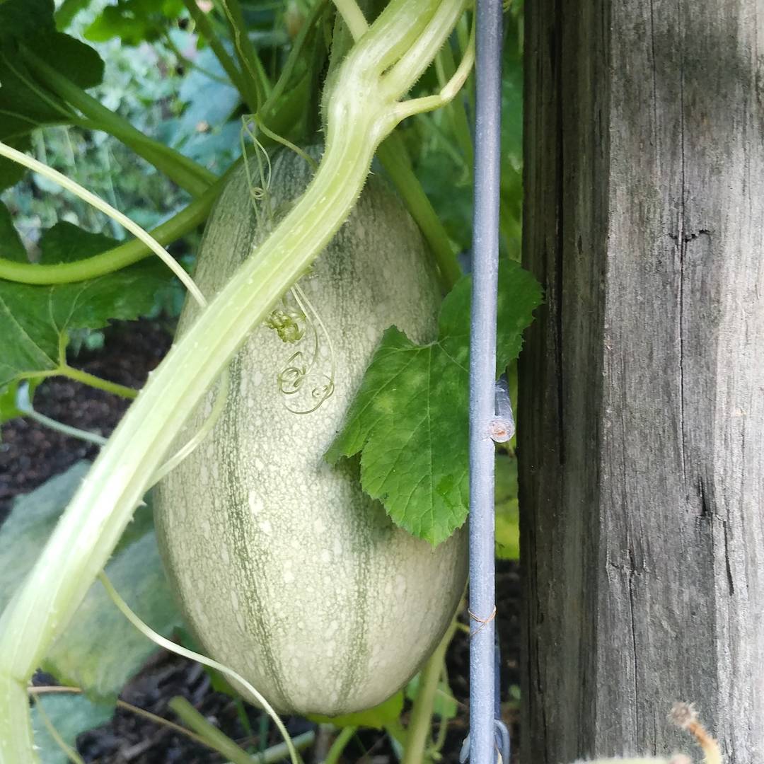 My biggest is looking good! I got ahead of the squash bugs this year so I don't have to fight them off the leaves. Sorry for the squishing! (Not sorry.)