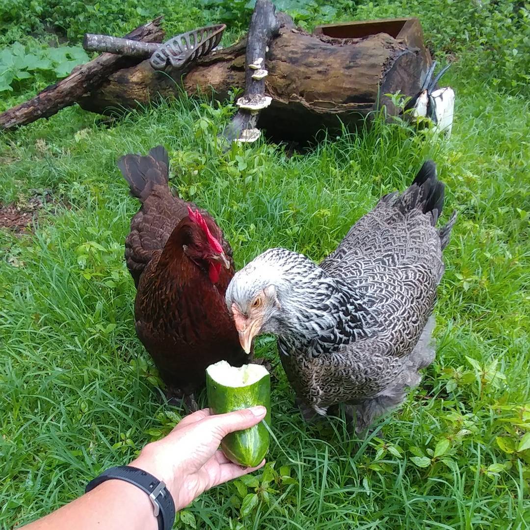 My tiny velociraptors could eat this seedy cucumber off of the ground but they vastly prefer I hold it for them. At face height. Away from their sisters. They have me trained so well.