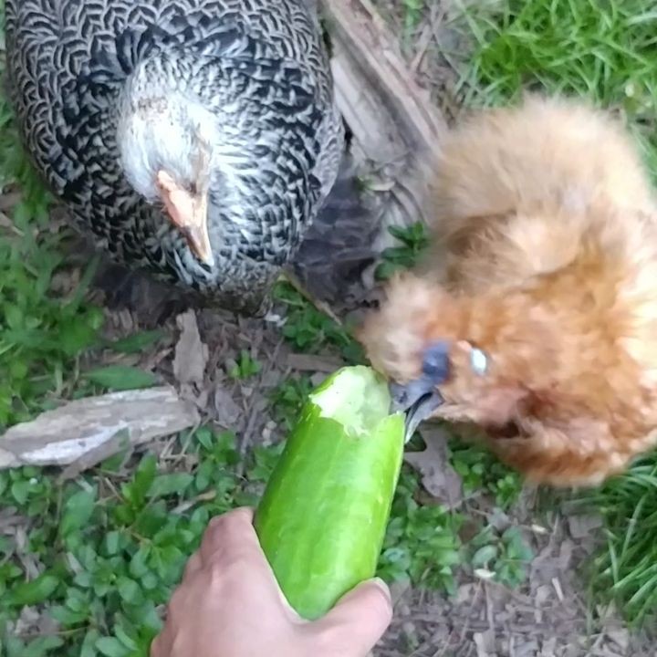 One minute of Violet and Donna devouring a cucumber. Turn it up. Vi gets a little chatty around 30 seconds.
@rooandcrew @herechookchook