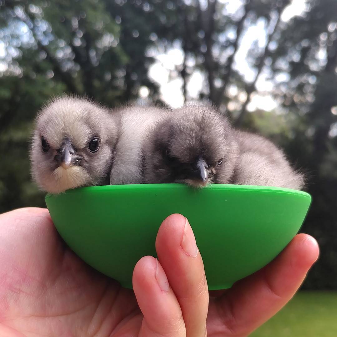 That's 1/4 cup of unamused Silkies! So cute! So disapproving!