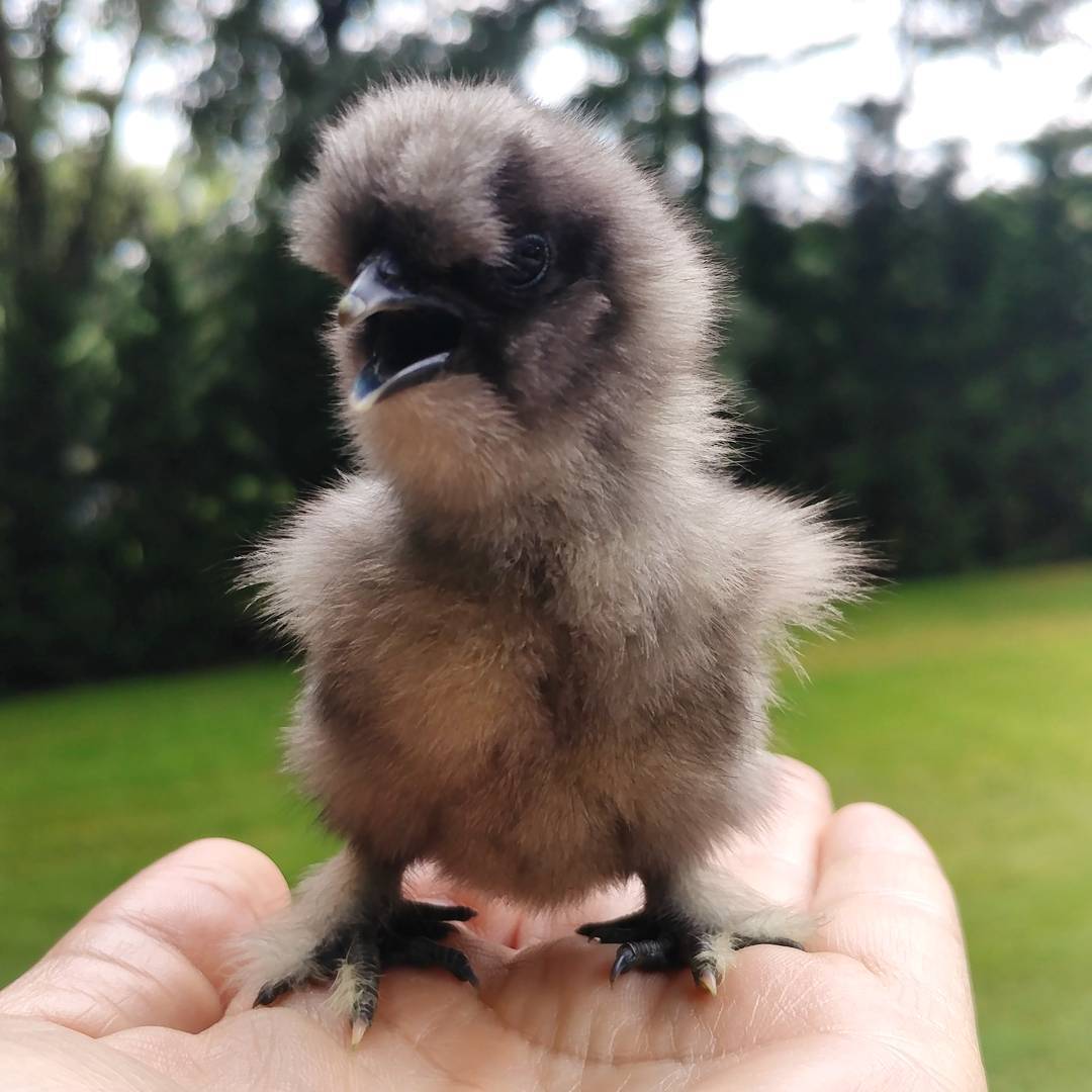 There has never been anything cuter than this baby #silkie! I just got a fresh batch of chicks in the mail and it is true love.