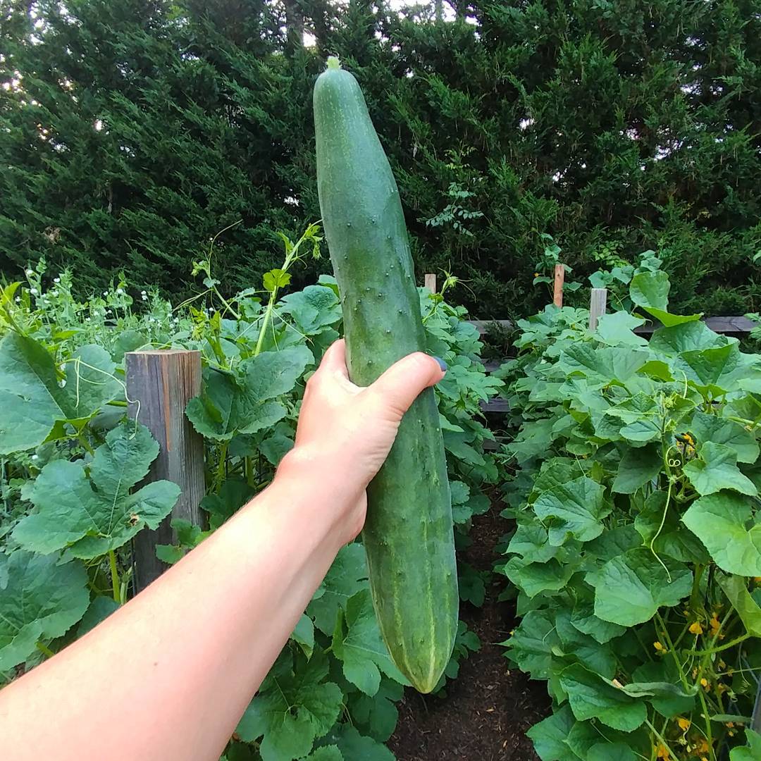 This cucumber is hilariously long. Like, twice the length of a standard store cuke. And extra delicious.
