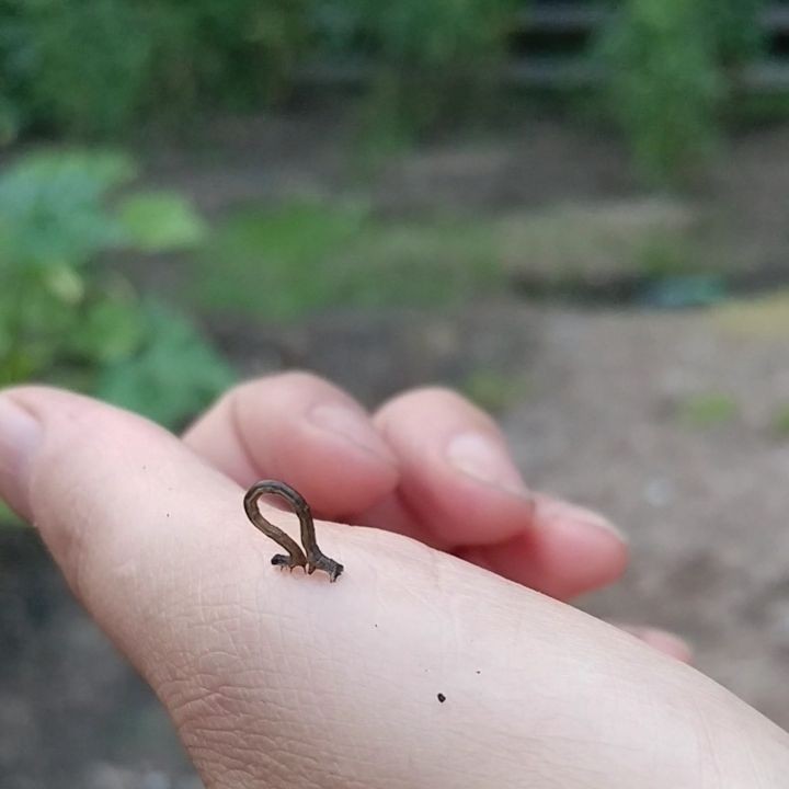 Watch! This cutie was in my blueberry bowl. I could watch him inch all day! He now lives in the zucchini.