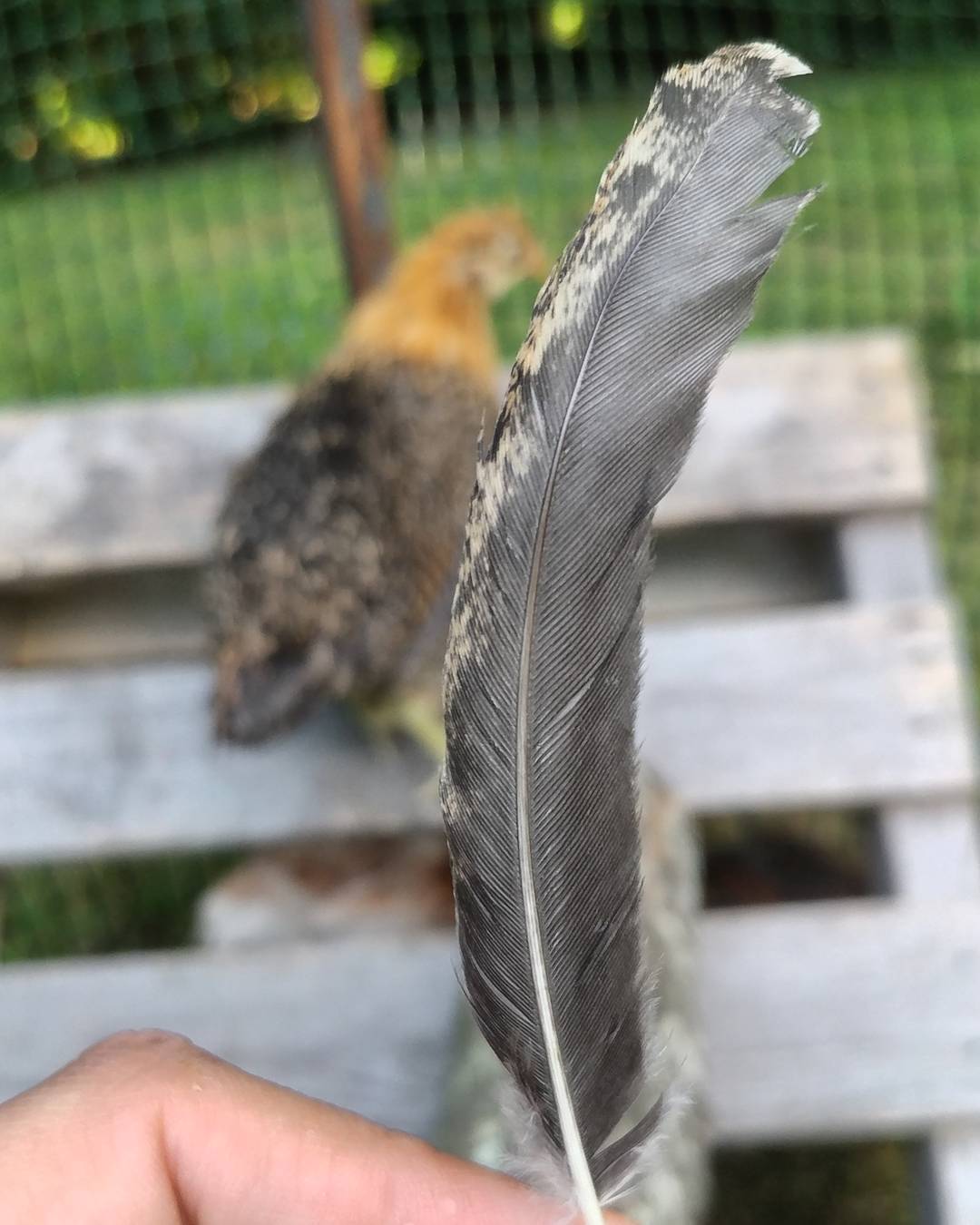 Are baby feathers a thing? One of my 5 week old chicks just dropped this from her wing. She's only had it 4 weeks! Making room for bigger and better feathers?