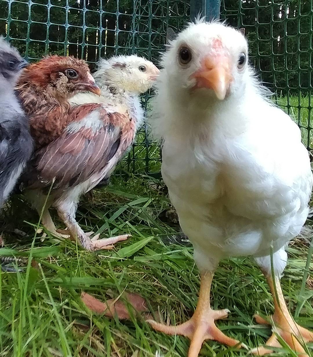 Argh! She is the cutest! And her pips are pretty adorable too! The babies now have a playpen in the backyard that I can sit in with them. They like me more when I'm not reaching into their brooder from above like a predator. Learned that from IG!