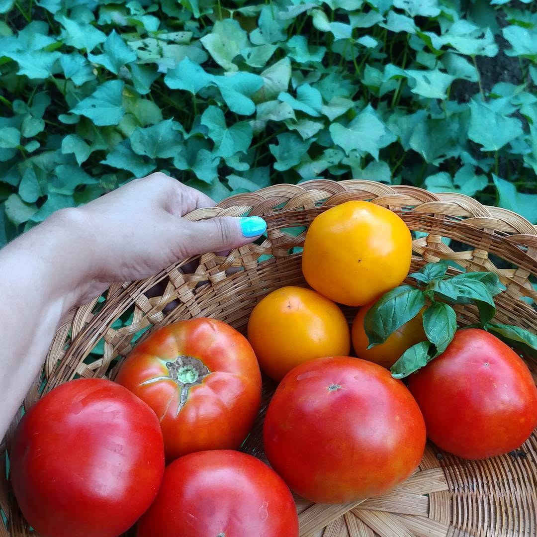 Dinner, meet future dinners! My tomato plants are doing horribly this year. There was too much rain and the vines just rotted. These sweet potatoes were planted after the rain and seem to be thriving!