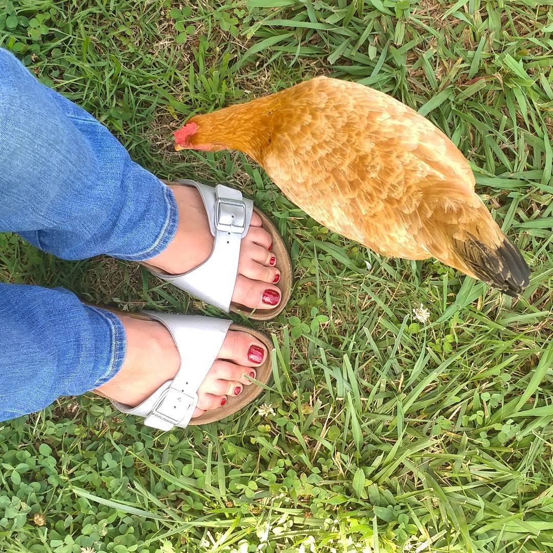 Don't wear your shiny shoes near the inquisitive hen!