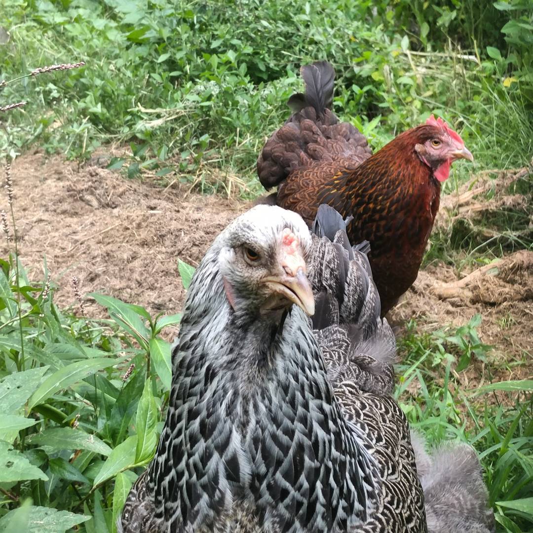 I believe that Violet knows my compost pile is out of control and is silently judging me for it. I just can't pull a volunteer squash. I can't do it! Shut up Violet!