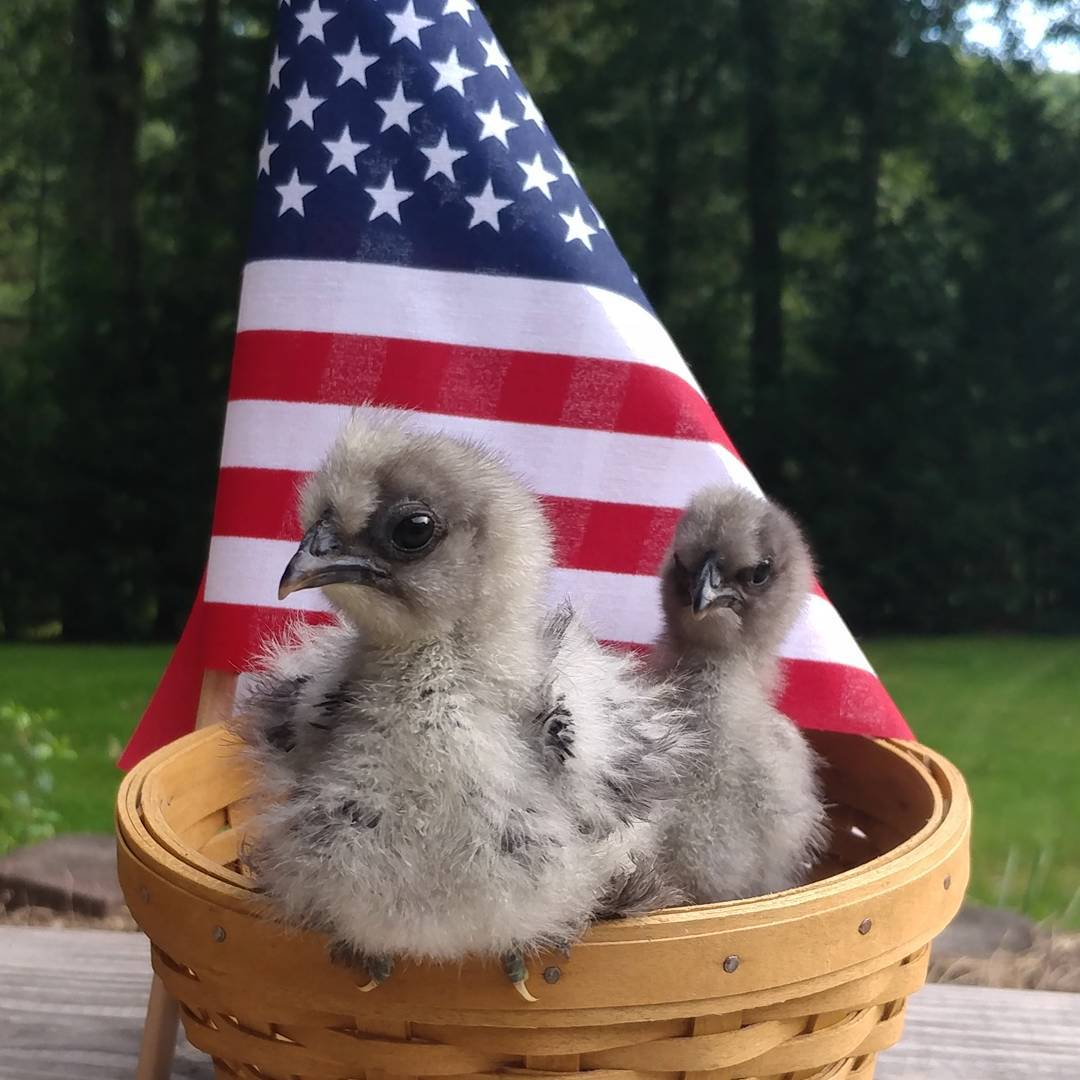 I would like to proudly introduce you to The Dissenting Silkies, Ruth Bader Ginsberg and Sonia Sotomayor! Ruthie and Sonia are the first of my chicks to tell me their names. I am impressed with their dignity and judgemental nature.