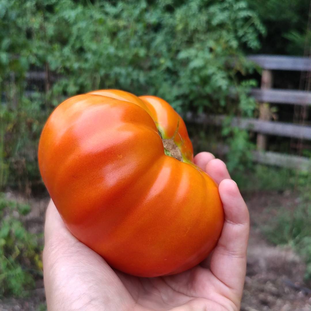 I've been waiting for this one! I had to pull a lot of vines but I saved this plant because this tomato was just a few days from ripe. Dinner is served!