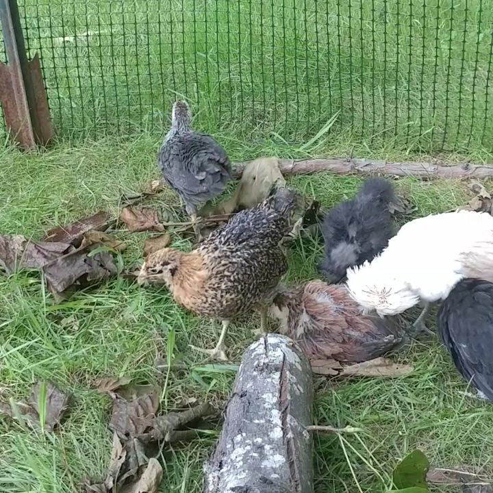 One minute of chicks being chicks! Ineffective dust baths, chasing invisible bugs, sprinting nowhere, not respecting personal space! So fun!