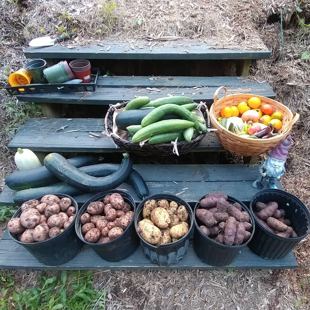 Post vacation Looks like we're having potatoes with every meal for a while. Too much rain this year has ruined most of the tomatoes but I might try to put more in to be ready in the fall.
