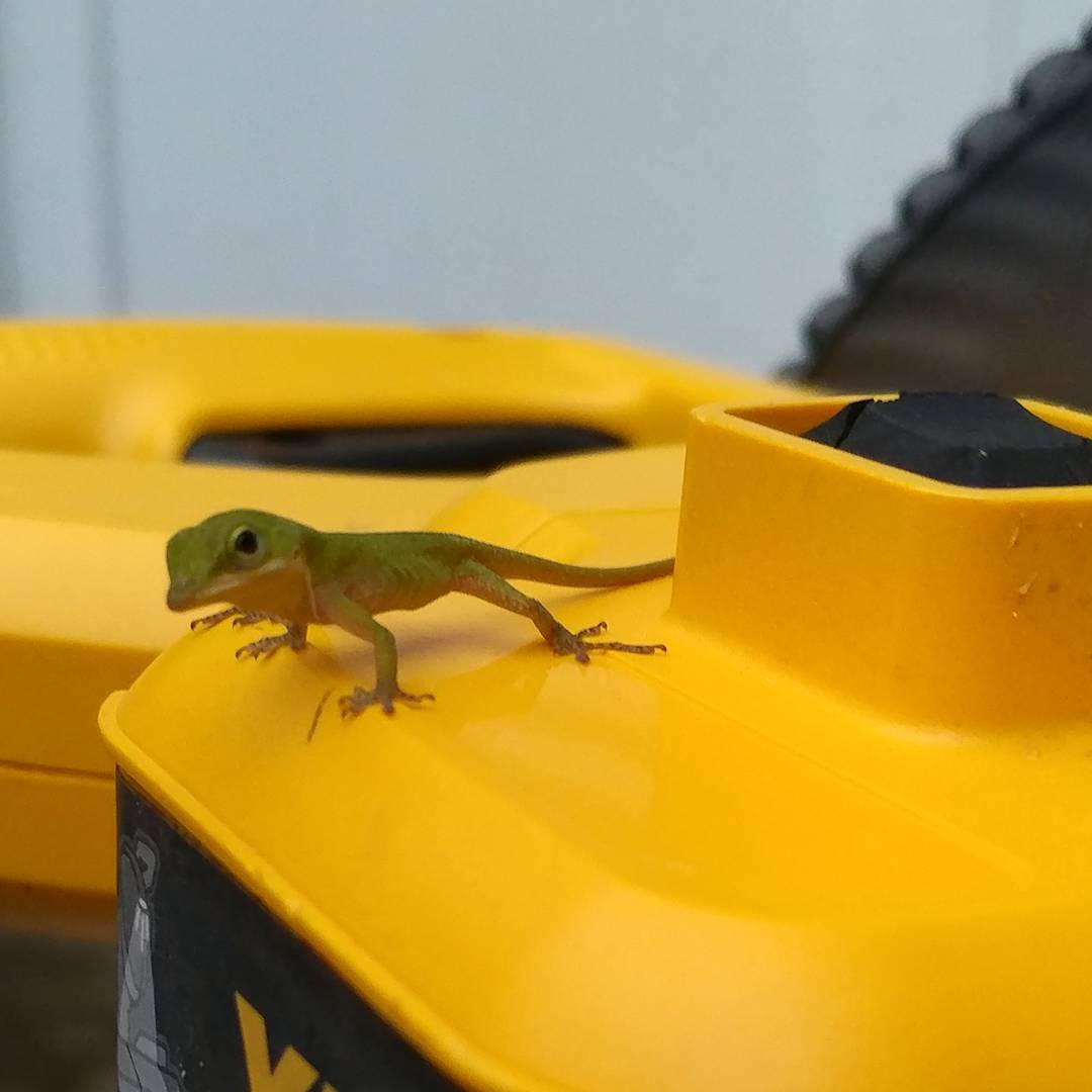 The compound sliding miter saw is completely unusable. As long as this teeny lizard wants to stay it will be a safe home for him. Welcome to the family!