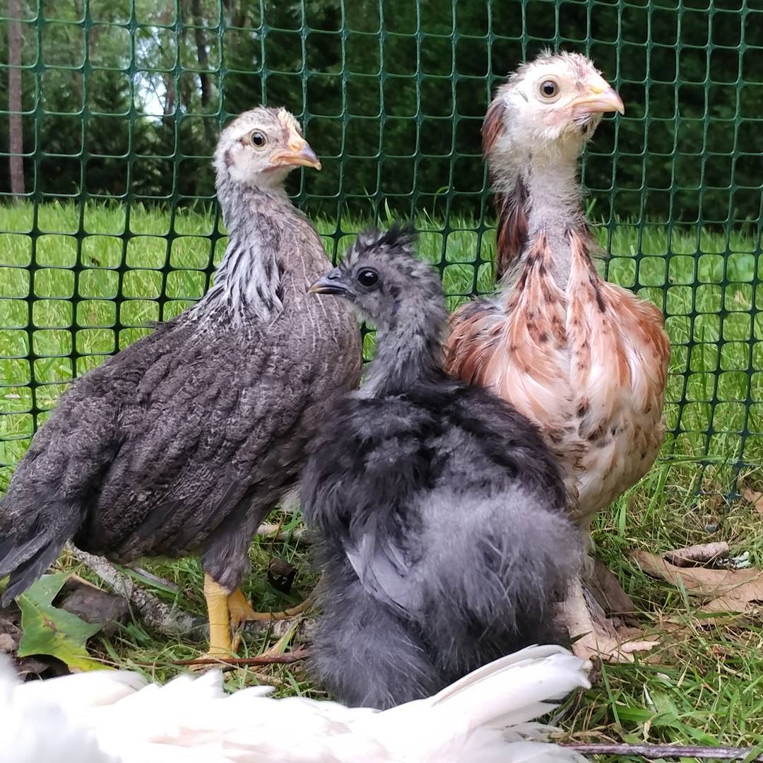 This is their "We do not like the sound the lawnmower makes" pose. Can someone tell me what breed the chick on the right is? She is not cute (yet?). 😬