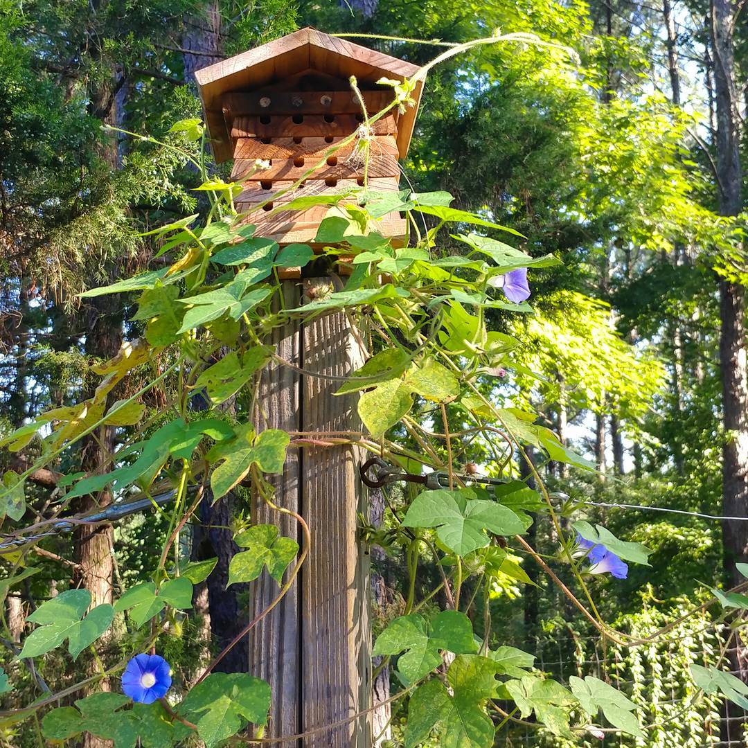 Bee House with Weed Flowers.