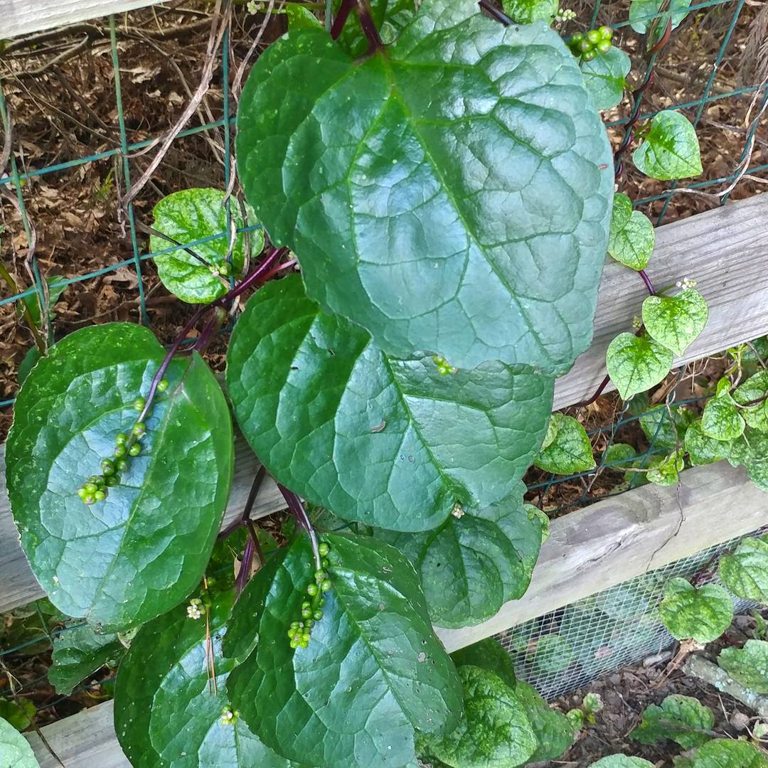 I planted some Spinach in the garden about 8 years ago. It has been replanting itself ever since! It is a beautiful vine with red stems and dark green leaves. The berries start green and turn dark purple. Picked small, the leaves are flavorful and tender. It is much more heat tolerant than standard spinach. I highly recommend it!