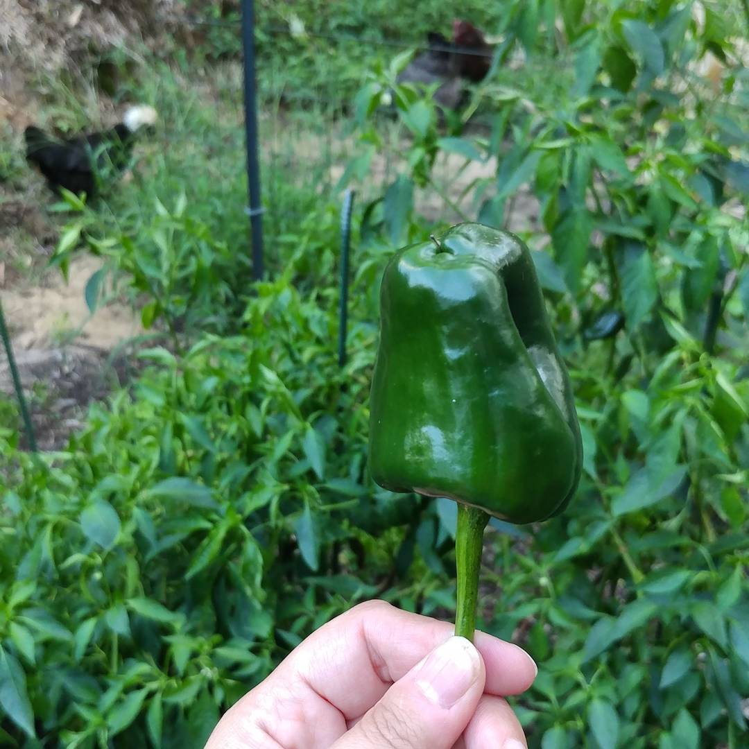 I planted zero Poblano Peppers. I seem to have all Poblano Peppers. Mislabled? Just underdeveloped Bells? Nature playing games? Who knows! (Can you see the chickens in the background?)
