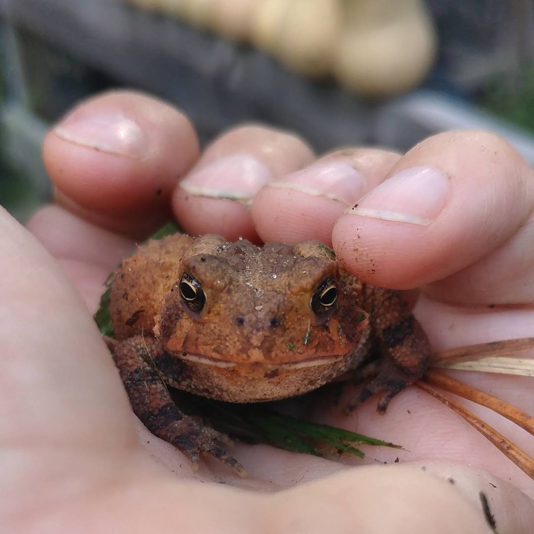 I rescued a very small toad from the path of the tractor. Did not kiss. Do not need any fancy pants princes on this property.