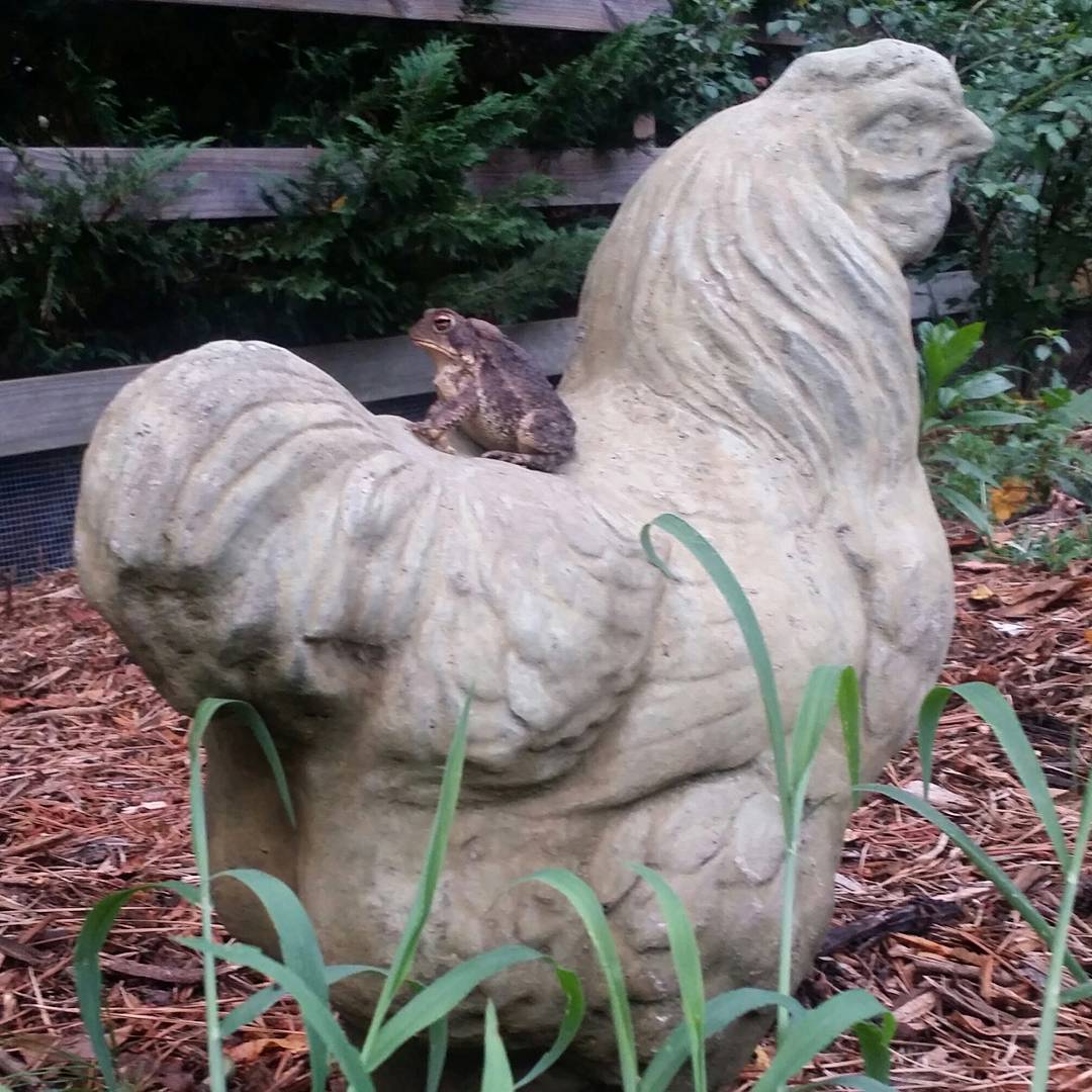 Live toad on stone chicken. Art!