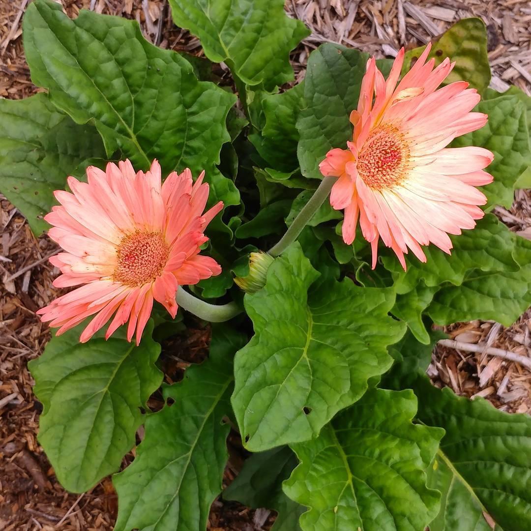 My mother chose to grow flowers instead of vegetables in her yard. They are kind of pretty!