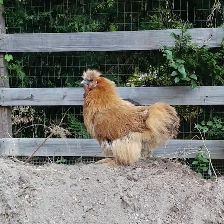 One minute of Donna Martin preening, post dust bath. Can you see how weighted down she is with dirt? She normally reads as light and fluffy. Can you see the disdain with which she looks at me? As though I am invading her privacy? Chicken, I built that dirt pile for you and I can take it away!