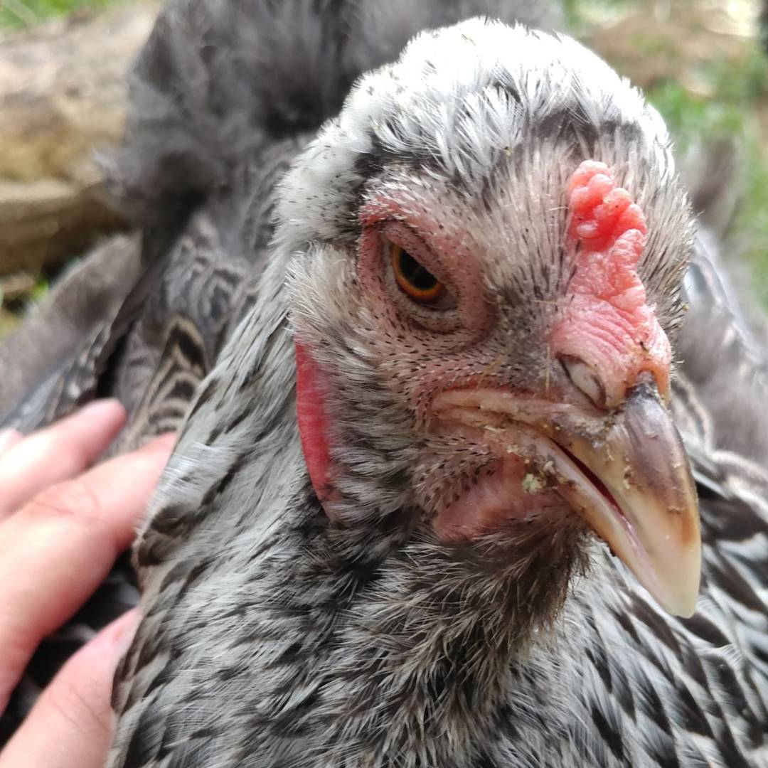 Violet Zindars is molting. She does not want to talk about it. Or be touched. But she thought I had another ear of corn so she got a little too close! Picture two is new feathers coming in on her back. So interesting!
