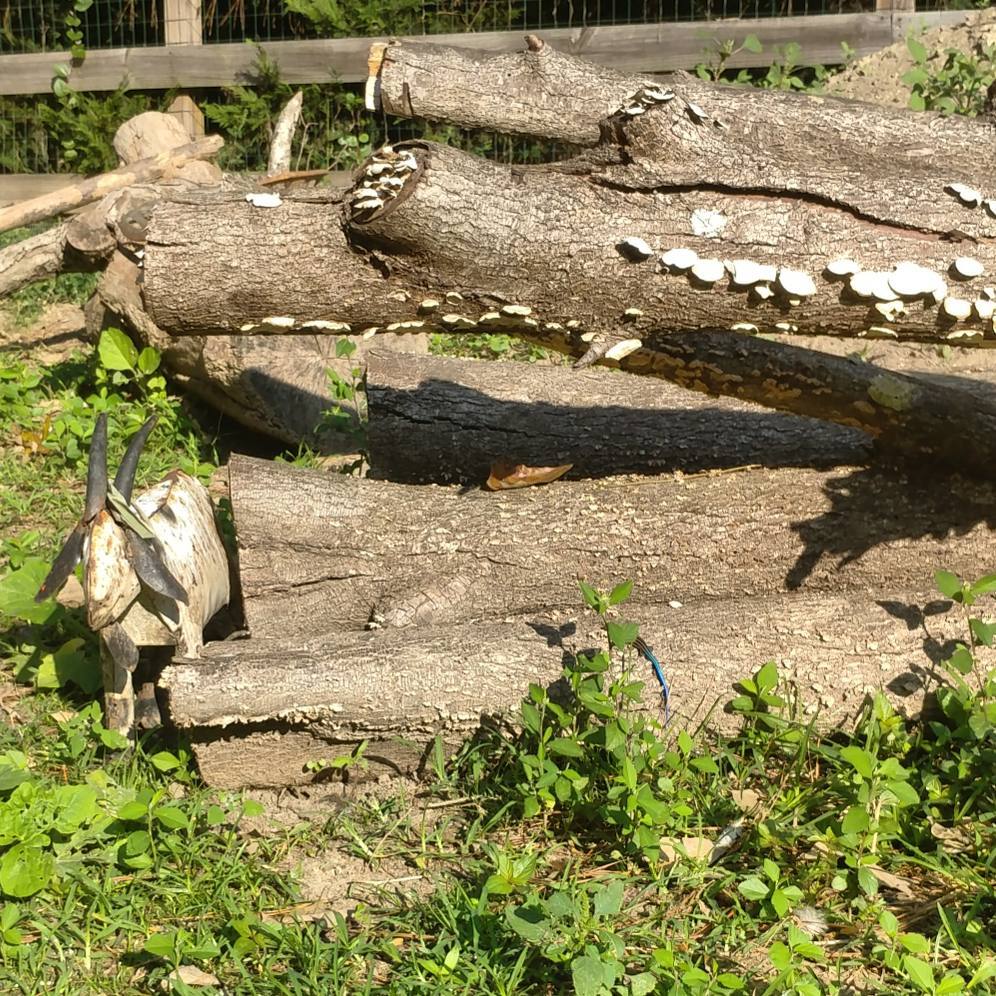 Can you see the Blue Tailed Skink? Bottom middle. Swipe for a zoom in. This cute guy lives on this log and survives by hiding under the bark when a chicken comes around. I caught him sunning this morning when I went to give Becky her antibiotics.