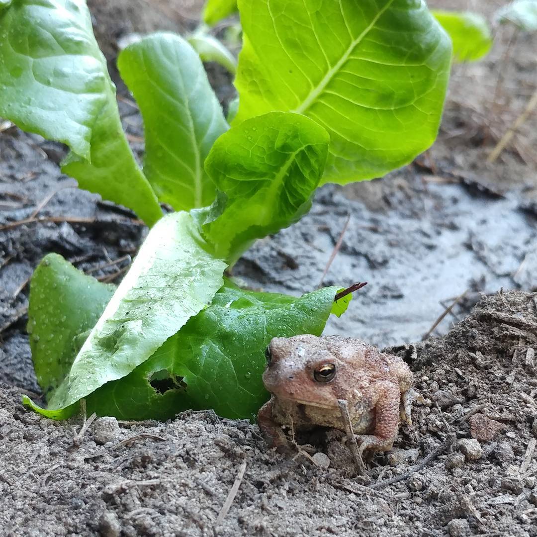 I just planted this lettuce and I already grew a toad!