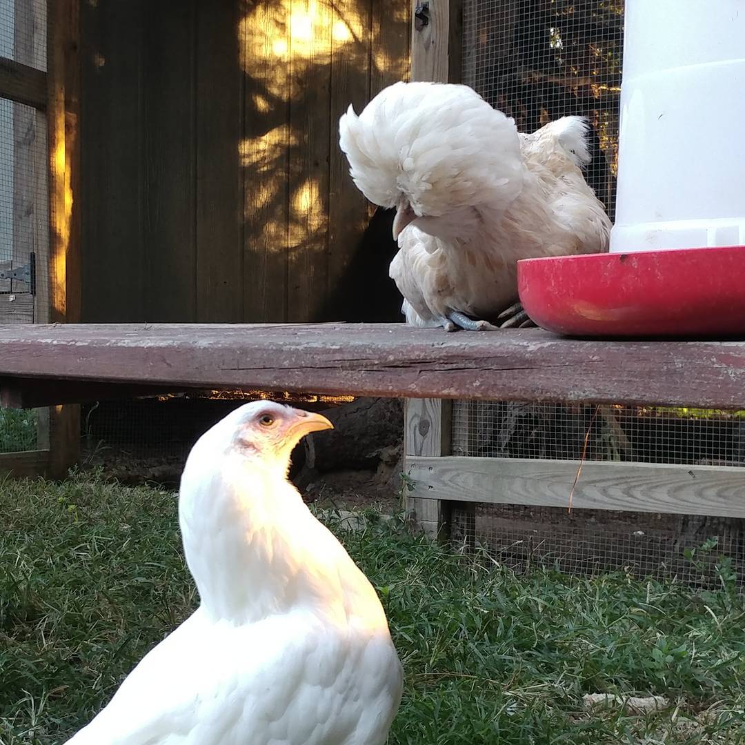 I was trying to give Becky a little alone time with the feeder. She had to go to the vet today because she seems to have an inner ear infection. (See my last video for her dizzy and ear scratching symptoms.) Her alone time lasted about 30 seconds. Glo thinks she has rights and will not be denied!