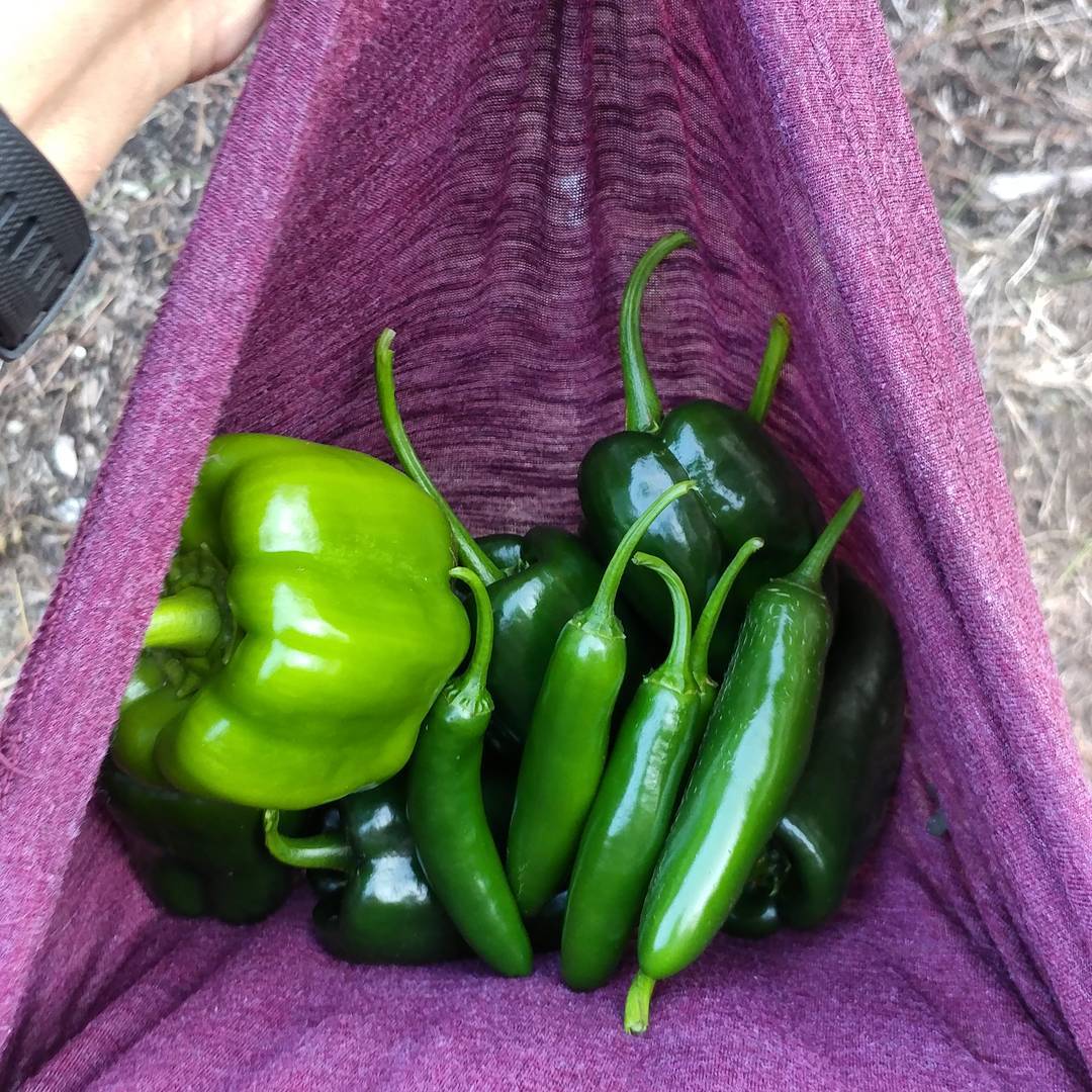 Lucky me! Hot pepper, hotter peppers, one possible bell pepper. I know many people like hot peppers. I am not those people.