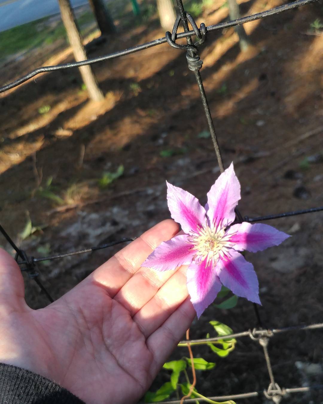 New fence flower. I hope it is edible. I am sure the deer are going to be hungry if the fence keeps them out of the garden!