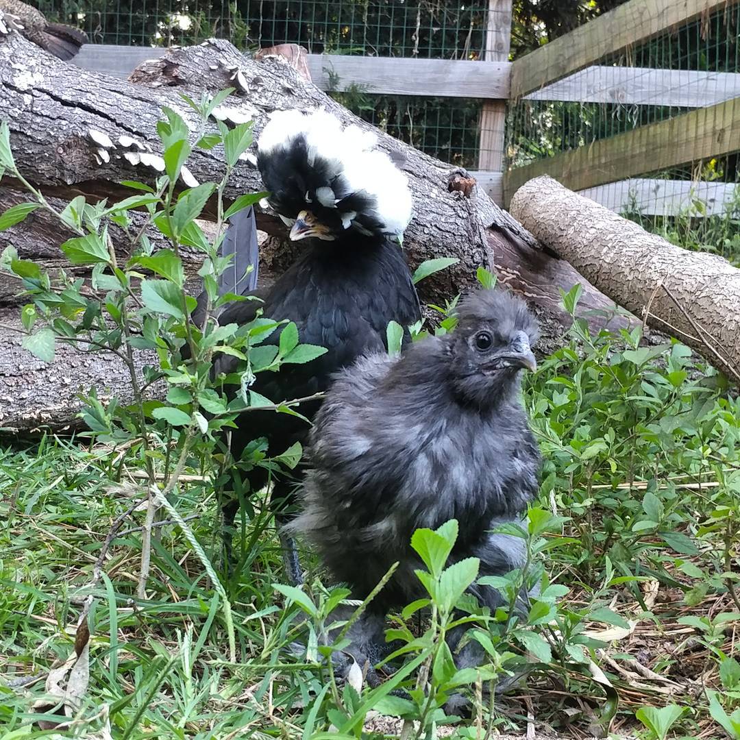 These two seem to have been caught plotting! That's Sonia Sotomayor the Silkie and as yet unnamed (must be something Spanish) I think Sonia is the mastermind of whatever is in the works.
