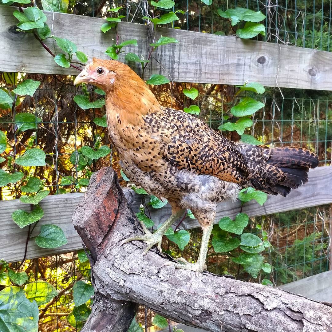 This girl is either a or I had one before named Amelia because she was a flyer! The big chickens do not like her because she is bold and quick moving.