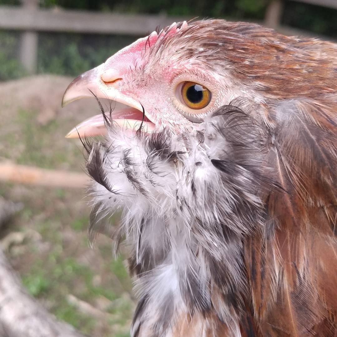 This...is a chicken. I guess? Or Muppet?