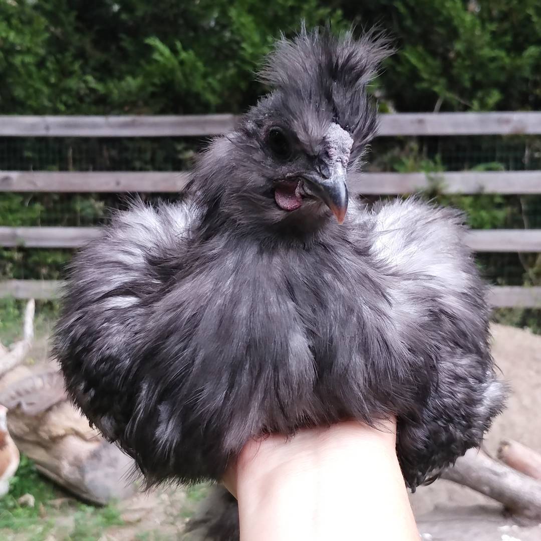 Dear Sonia,
I am concerned that you have a large comb and wattles that your sister Ruthie does not have. However, you show no signs of being aggressive. Just a fashion statement? 
Please be a hen.
Love,
Jesse