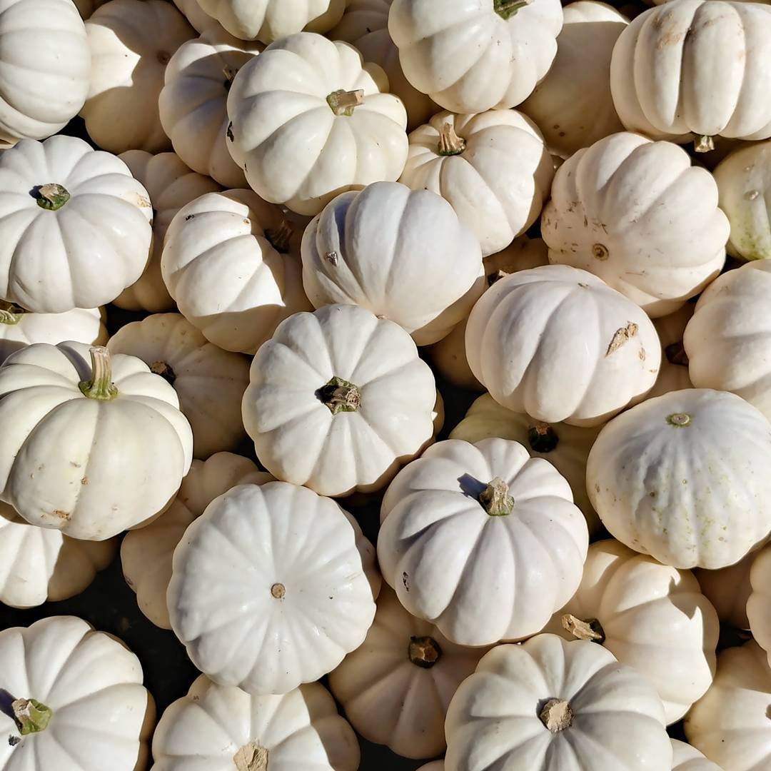 I want all of these pumpkins! The pastel ones are my favorite. No, the lacey ones. No, the peanutty warty one! I should grow these!