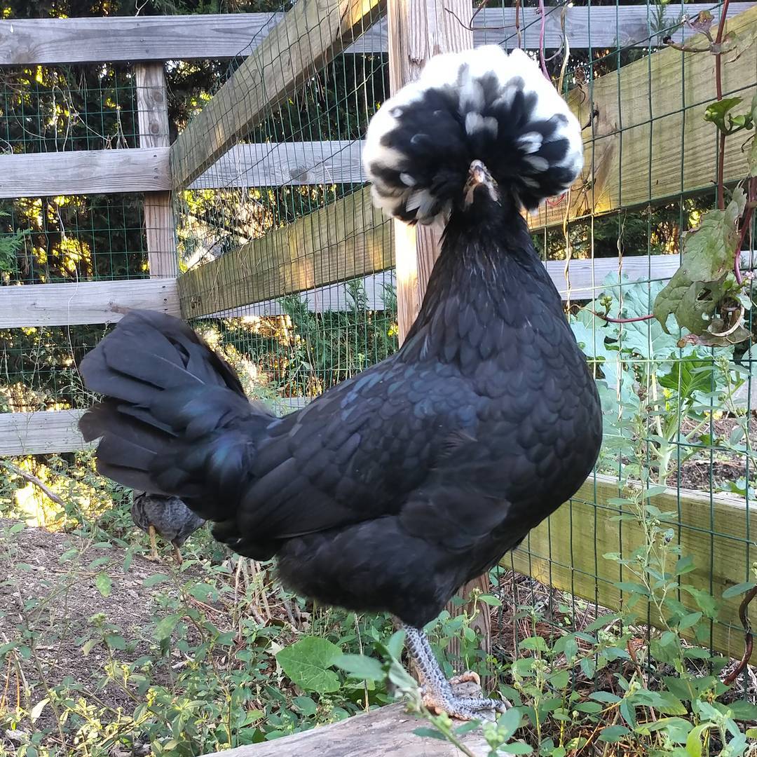 New name alert! This is Kahlo. She is named after Frida Kahlo, the famous Mexican artist most known for her self portraits. Kahlo the Chicken is also very into selfies and, while I do not think she has eyebrows, makes a strong hair statement in her own way. Welcome Kahlo!