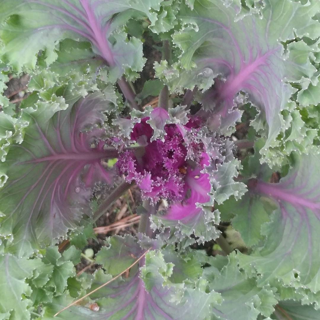 Some sort of kale thing. It will grow all winter here and I can feed it to the chickens. Also, pretty.