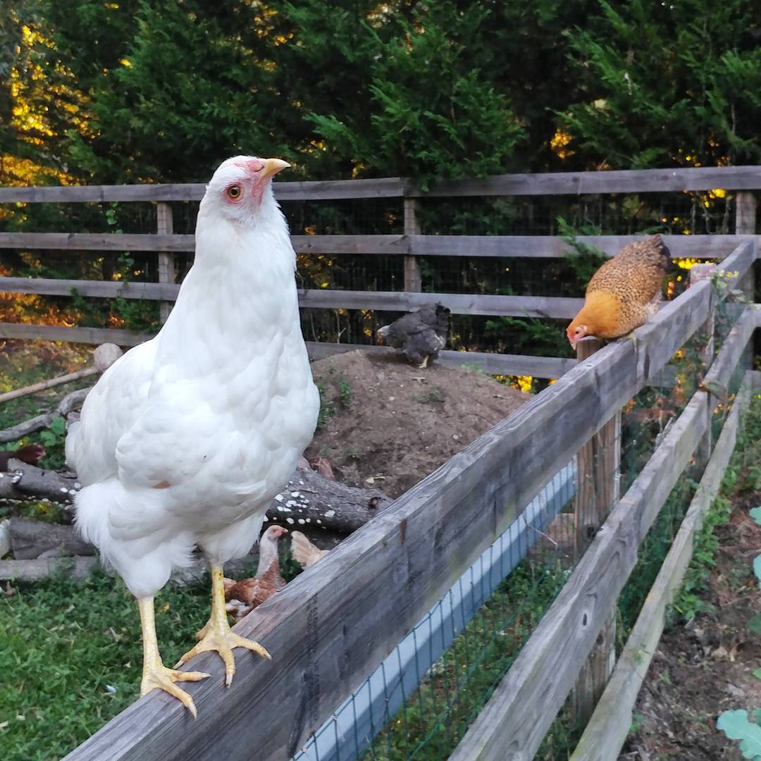 These two nimrods figured out how to fly on top of the fence but now can't get down! The chickens on the ground are freaked out because their sisters are on the fence and the chickens on the fence are yelling because they can't get to the ground.