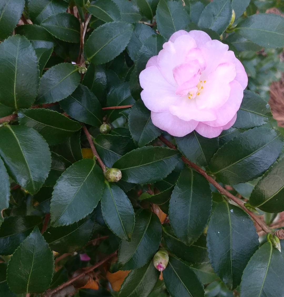 This bush grew a flower! I think that may have been the plan all along. Fancy.