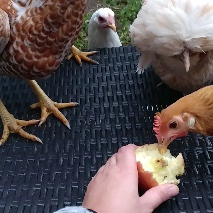 30 seconds of some velociraptors decimating an apple. Please watch until 20 seconds when Glo appears in the back.  (I am holding the apple so that Becky has a non-moving target. Also, Bryce has the beak of a much more predatory bird. She hurts!)
@mcmurray_hatchery