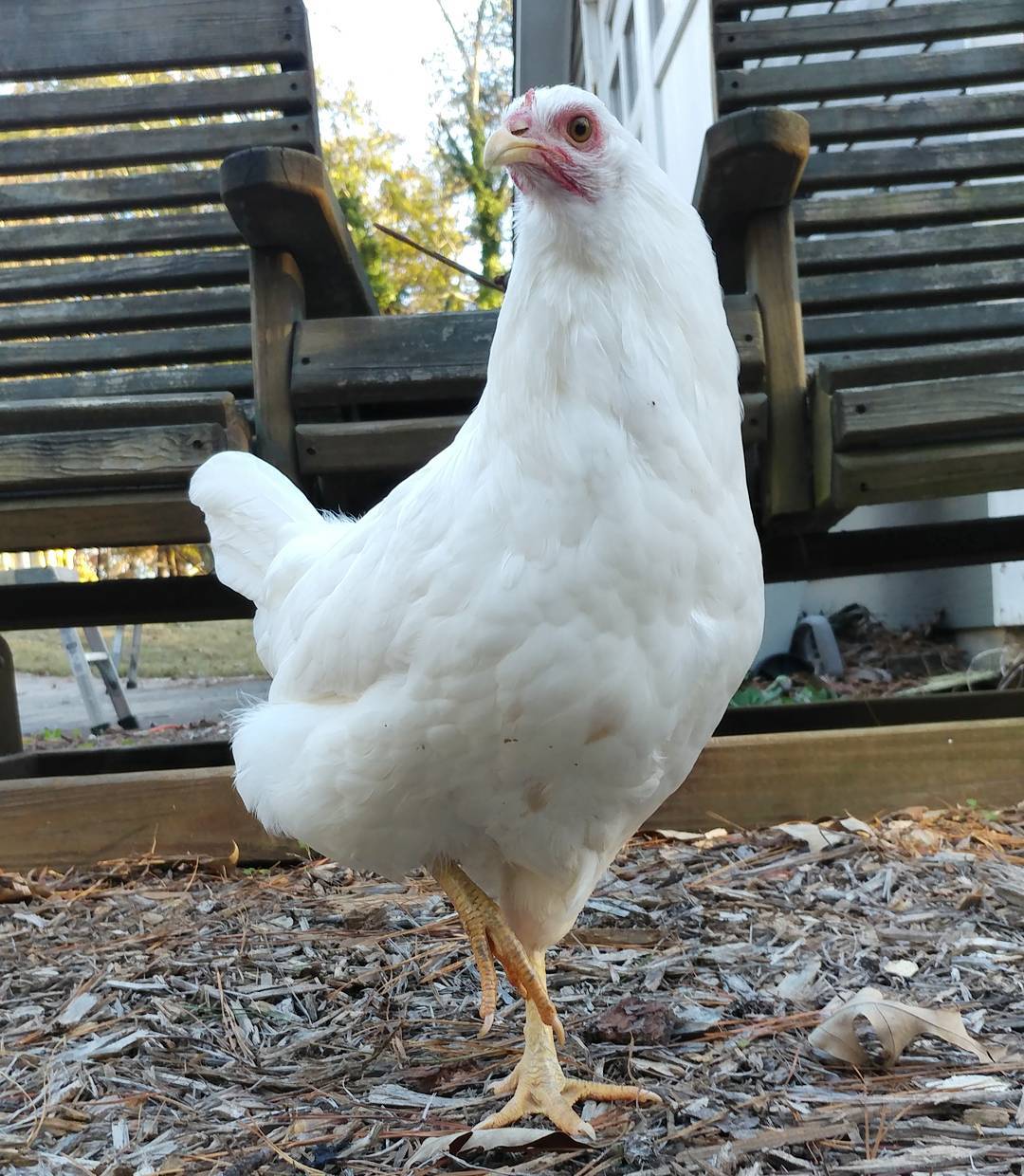 And to think Glo was once a chick that couldn't walk! Look at this powerful hen struting her stuff! (She did break out of the pen and force me to chase her around the yard before posing for this photo. She is a stealth ninja.)