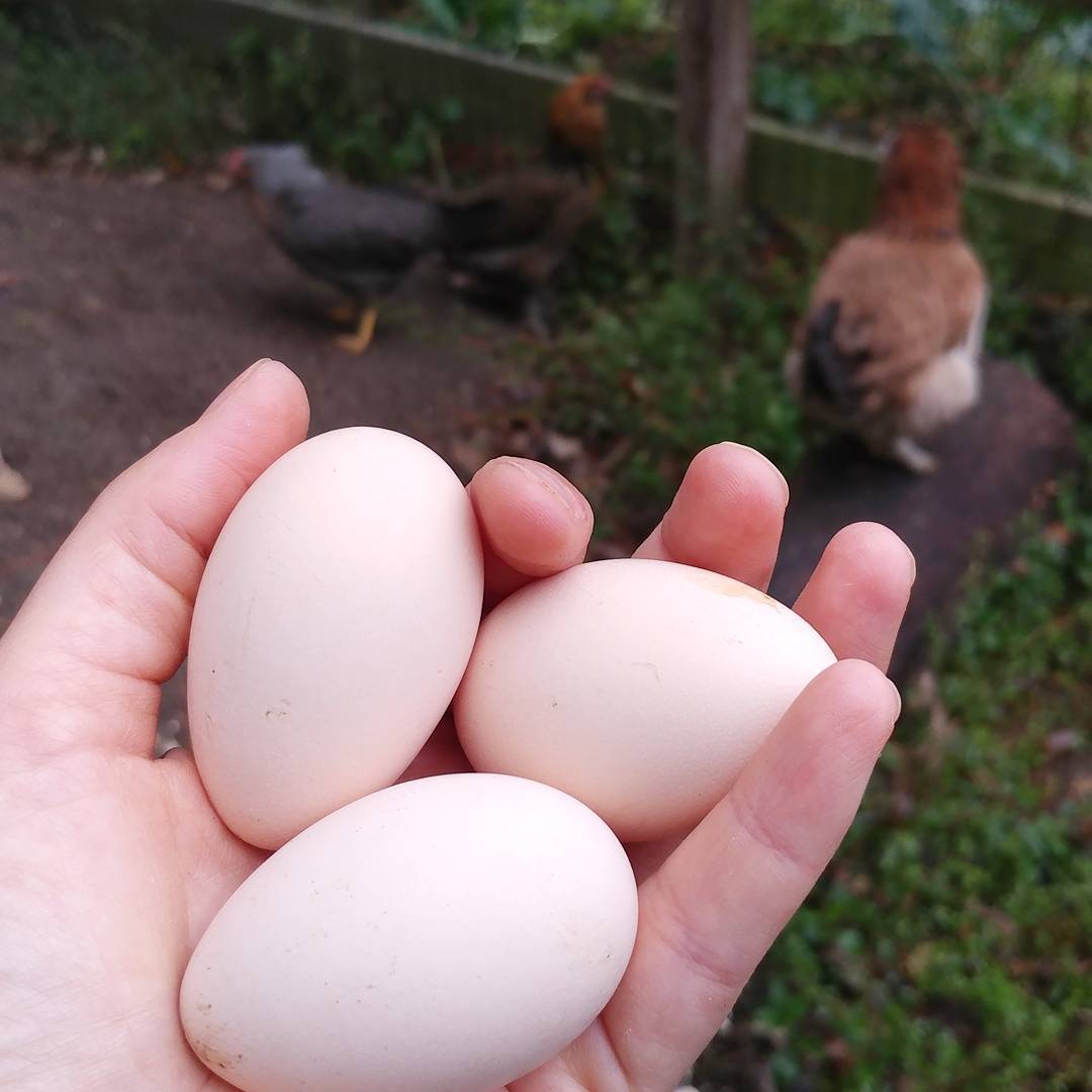 Did you babies lay these eggs? They were in Donna's favorite box but they seem pointier than her eggs. If you all learned from Donna to lay your eggs in the same box I am going to be very impressed. She is an evil genius, beyond my imaginings. 
@mcmurray_hatchery