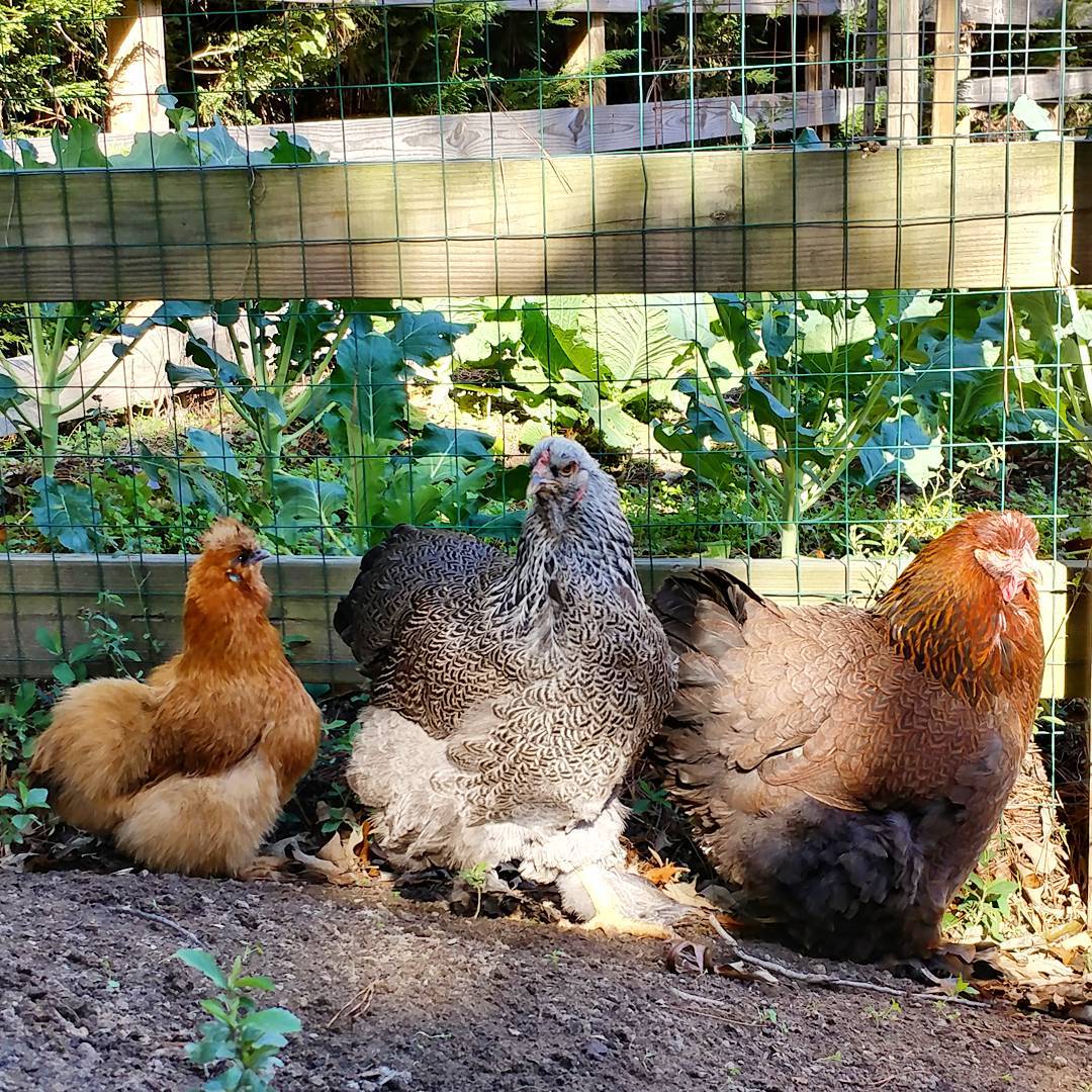 Donna, Violet and Big Red are three of my four original chickens. Here they are, not mingling with the babies, talking shit and generally being mean girls. I love them so!